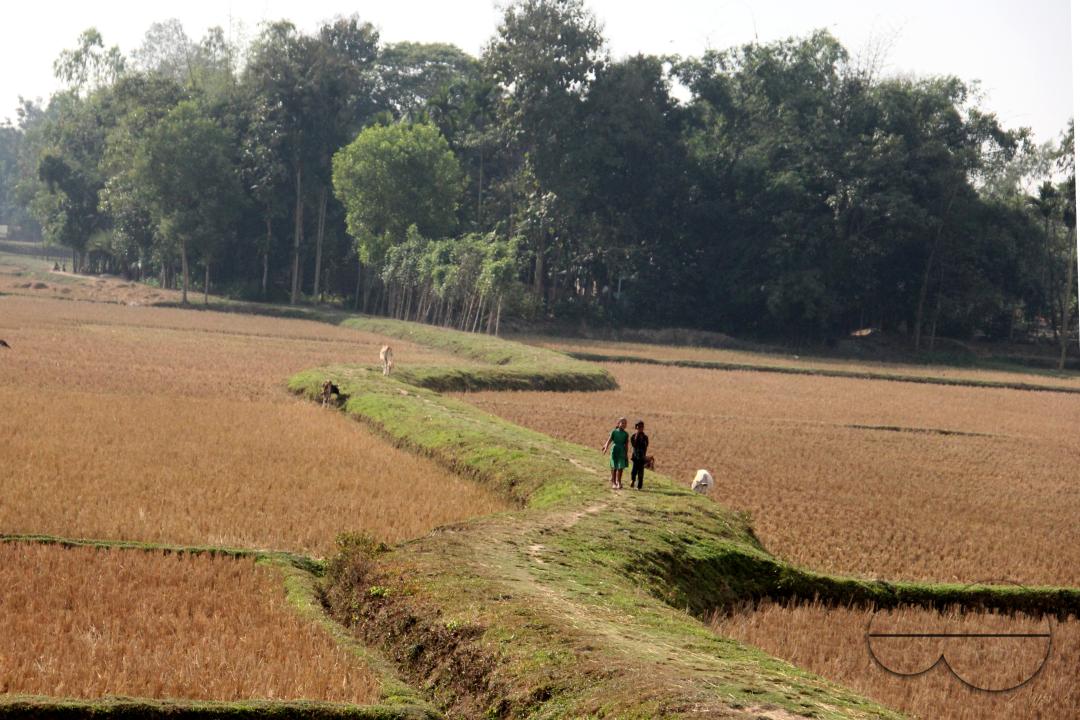 A new harvest season at paddy fields in rural villages in Bangladesh.