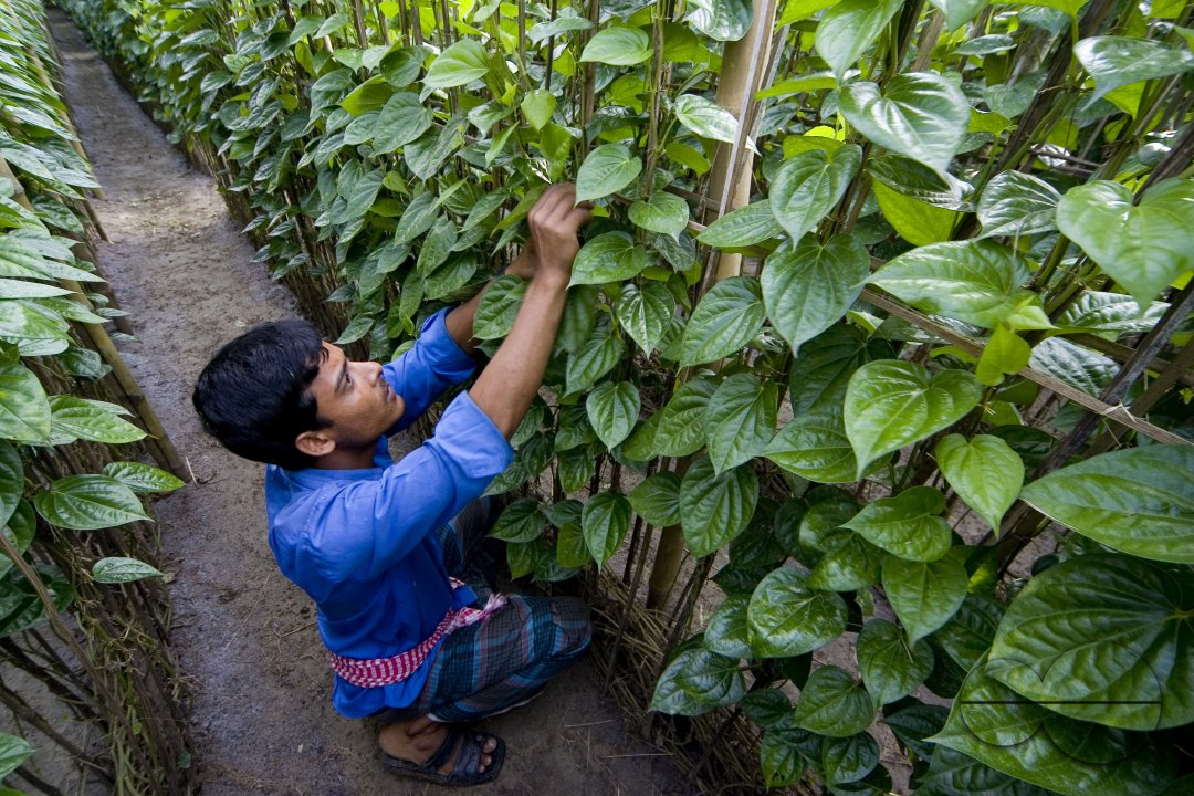 Betel leaf_Bangladesh