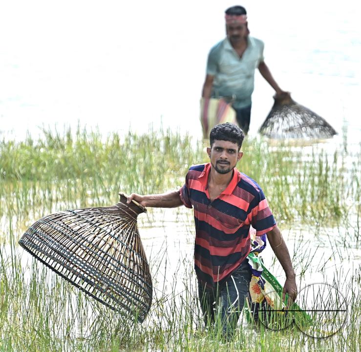 People fishing in a flooded agricultural field using traditional fishing methods in Bishalgarh, 17km away from Agartala