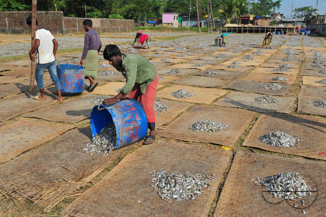 Workers are busy processing dried fish at the Lama Kazi area of Sylhet