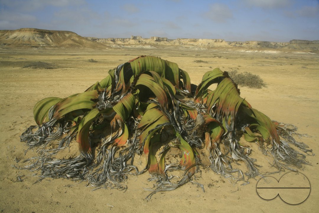 MWC005380