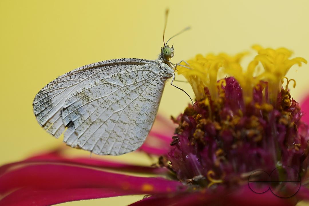A butterfly is collecting nectar from a flower in Agartala