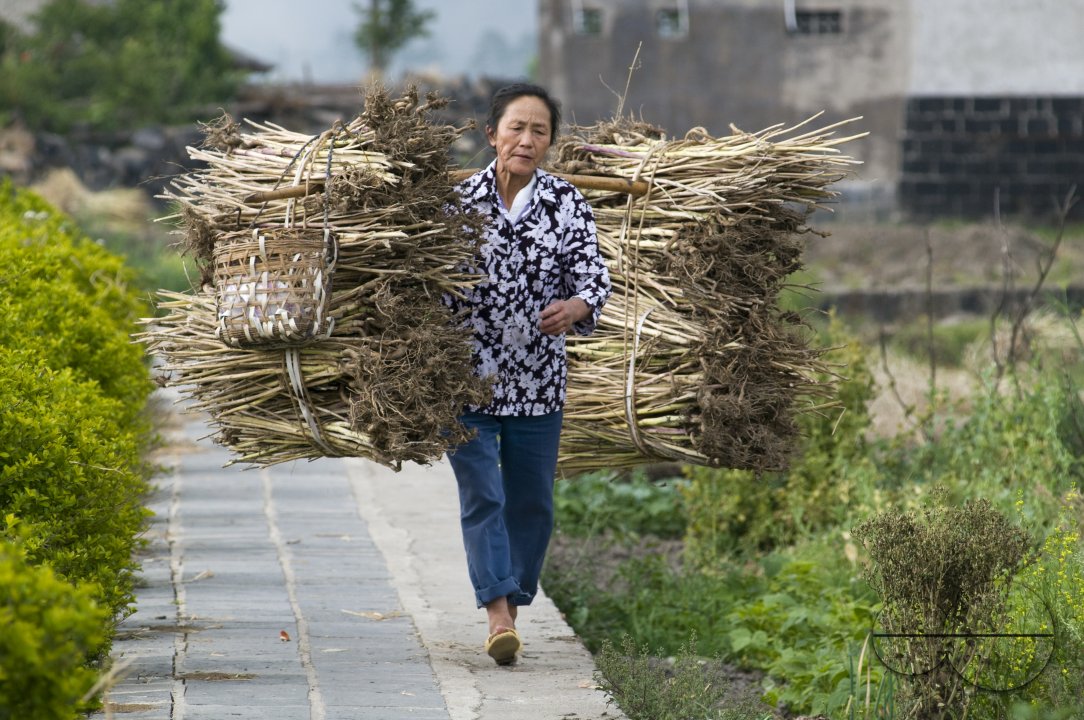 CHINA Peasants carrying bales of grain and hay during harvest time in Yunnan province.