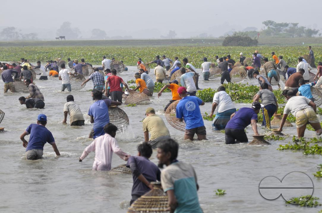 Rural people armed with Bamboo fish traps and handmade fishing nets take part in celebrating in a 100-year winter polo bawa fishing festival at the Gowahori beel of Biswanath upazila in Sylhet