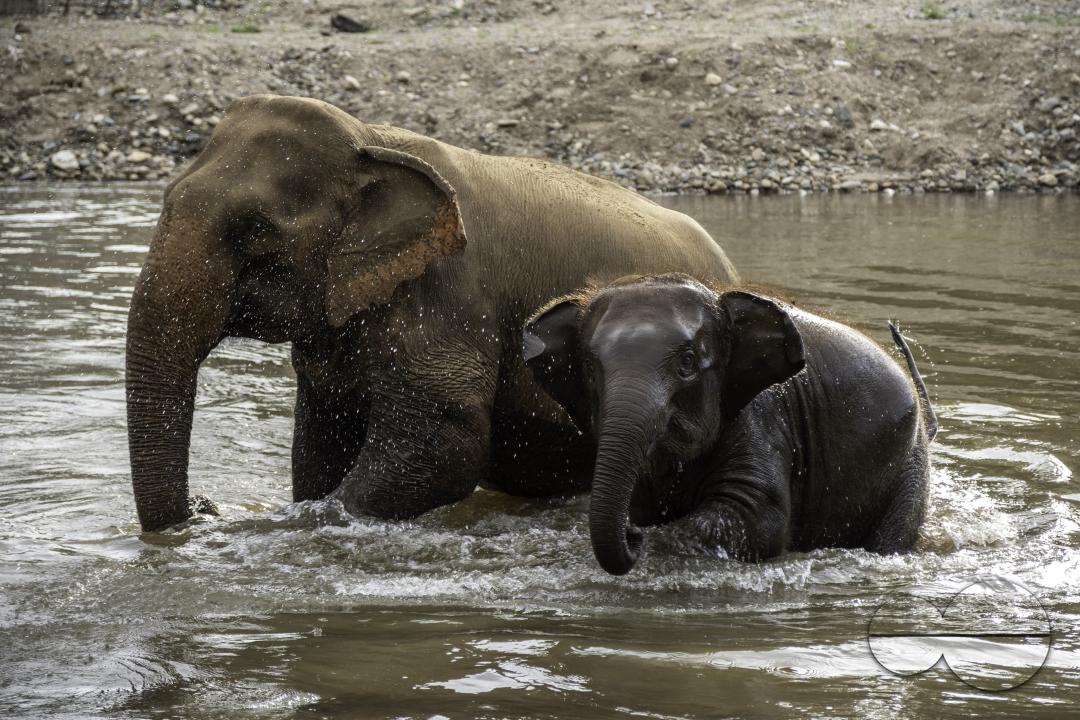 A female Thai elephant and her baby are seen bathing in the river, at the Elephant Nature Park, a rescue and rehabilitation sanctuary for animals that have been abused and exploited, in Chiang Mai, Thailand.