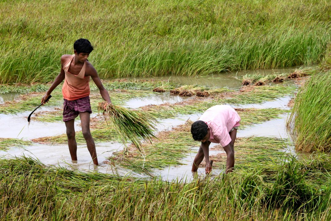 Jamuna River threatens farmers