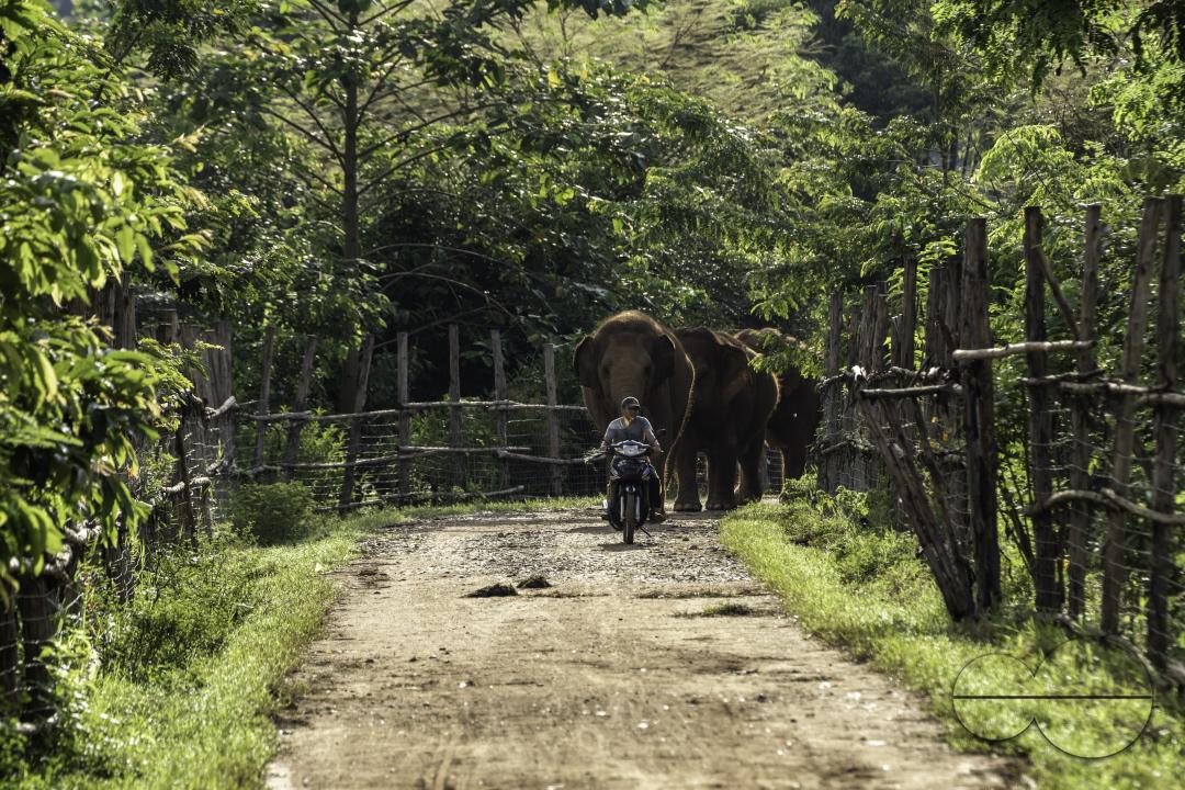 A mahout on a motorbike is leading a herd of elephants early morning, at the Elephant Nature Park, a rescue and rehabilitation sanctuary for animals that have been abused and exploited, in Chiang Mai, Thailand.