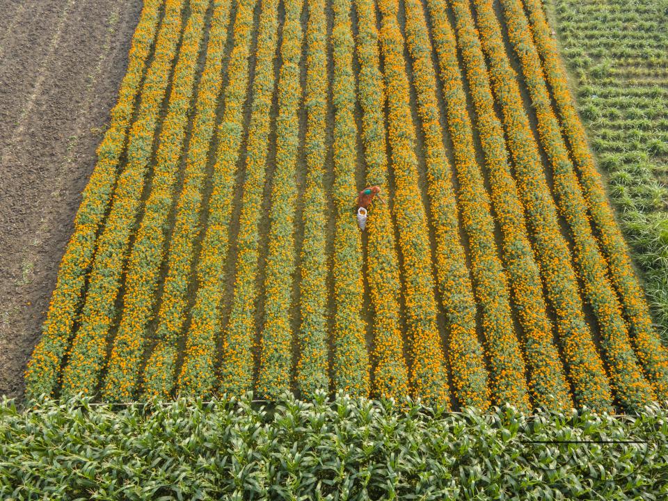 Marigold flowers at a flower garden in Jhikargacha upazila of Godkhali Union of Jessore