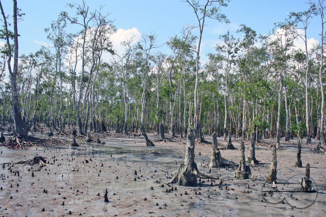 Sundarbans, Khulna