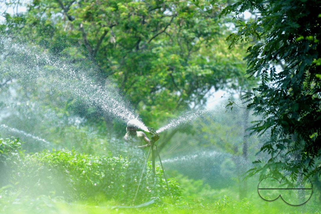 A worker skilfully operates a sprinkler irrigation system, nourishing the Durga Bari tea garden at the onset of the dry season