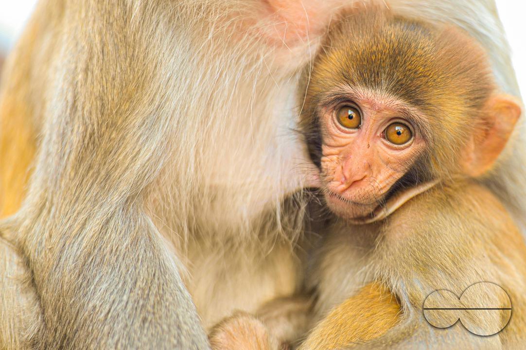 The Rhesus Macaque monkey on the streets of Sylhet