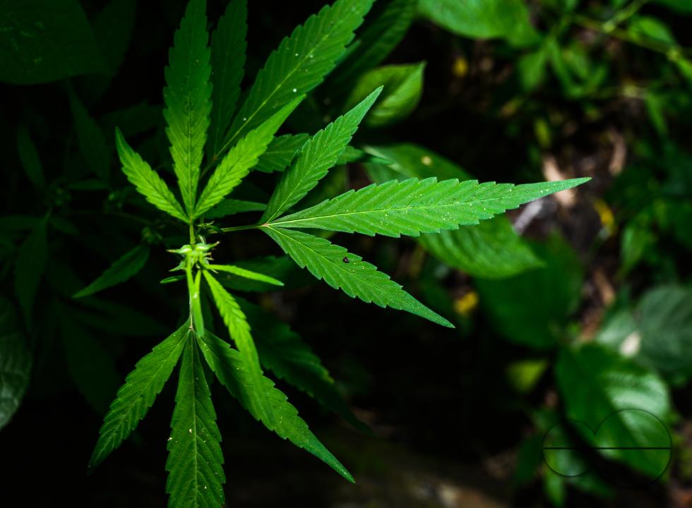 Cannabis sativa is an annual herbaceous flowering plant