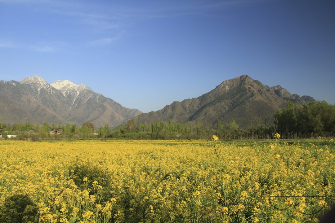 Mustard Field