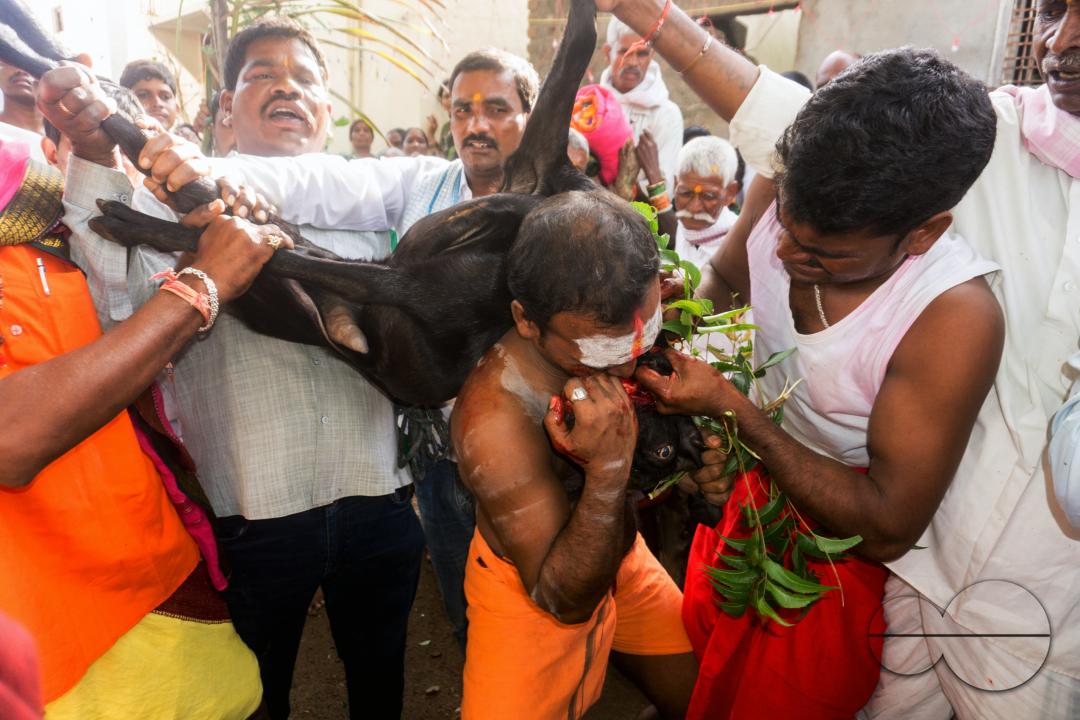 The Bodrai festival held in every village is celebrated to protect the villages