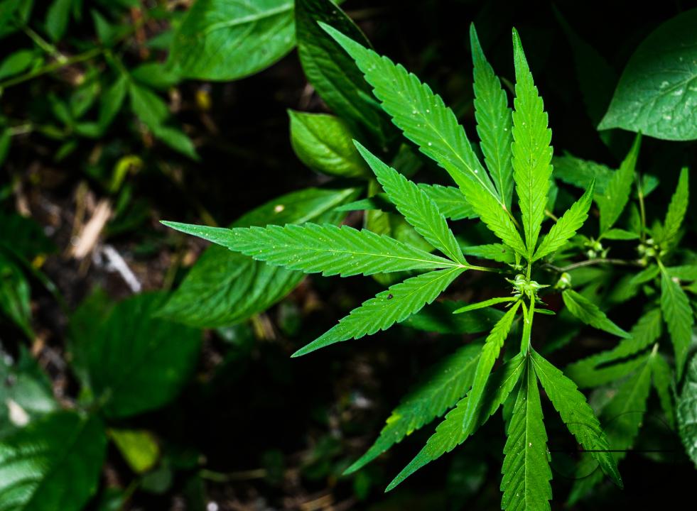 Cannabis sativa is an annual herbaceous flowering plant