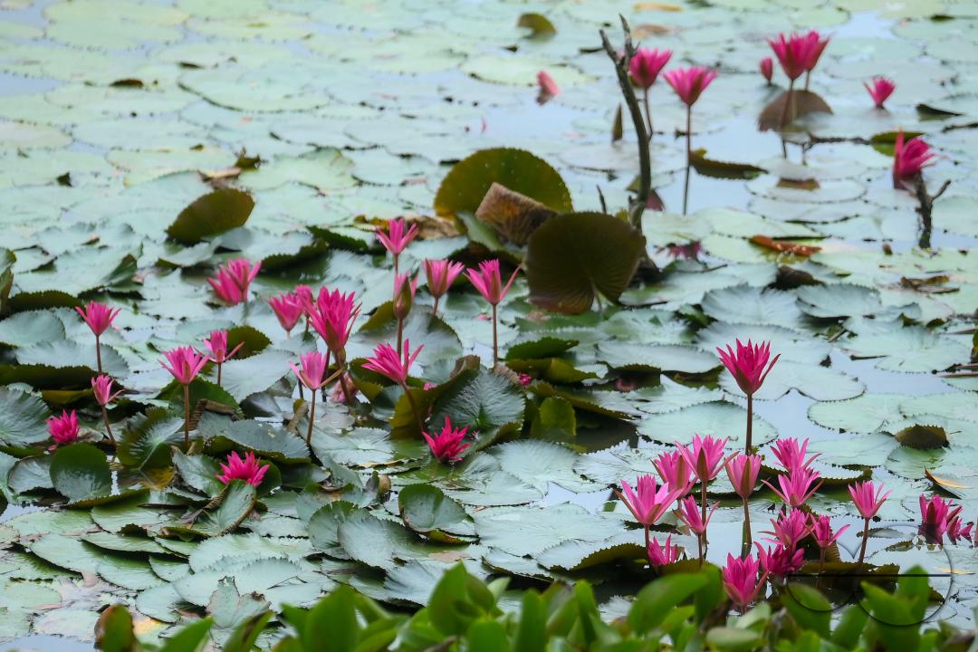 Monsoon flowers, water lotuses are blooming at the MBB College Lake at Agartala
