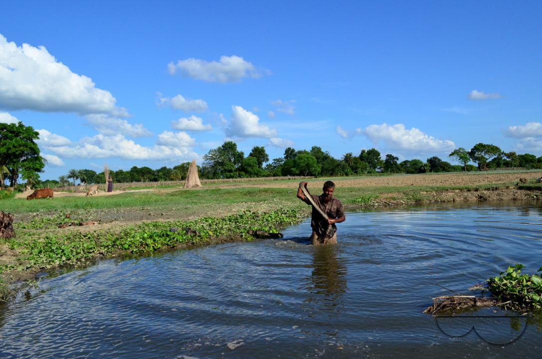 Farmers in Pabna have found an added income from selling jute sticks from jute fibres in the area, thanks to the rise of its commercial use