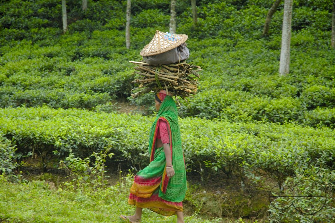 Malnichara Tea Garden
