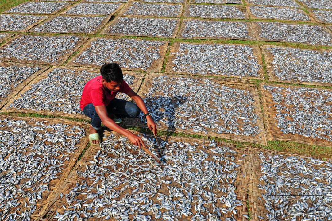 Workers are busy processing dried fish at the Lama Kazi area of Sylhet