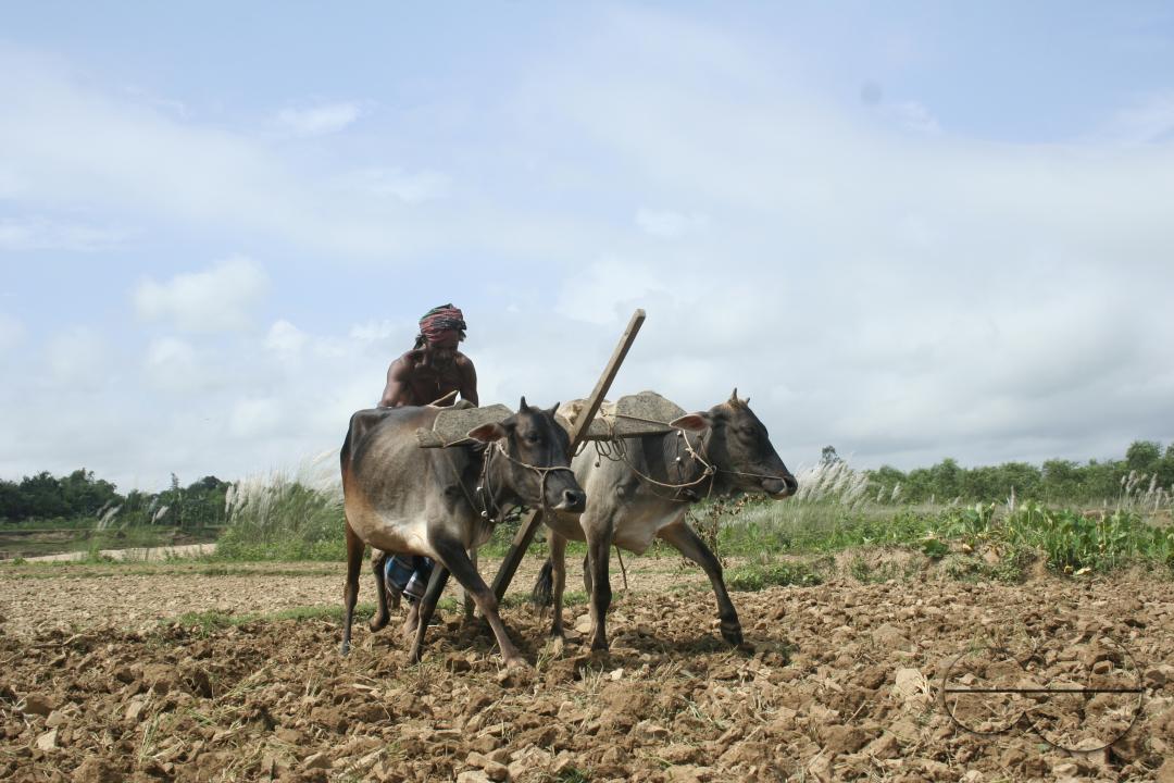A man taking his cows to the fields in rural Bangladesh.
