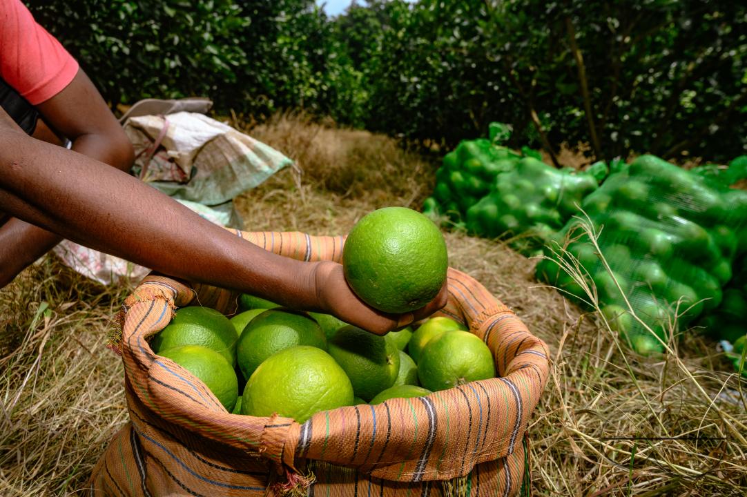 Sweet Malta Orange Fruit Plant or Sweet Malta Lemon is a delicious and easy-to-peel fruit; rich in vitamins, minerals, and antioxidants, and is generally described as tasting like molasses