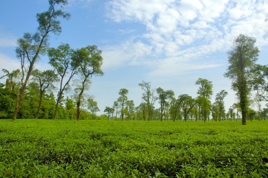 Jaflong Tea Garden