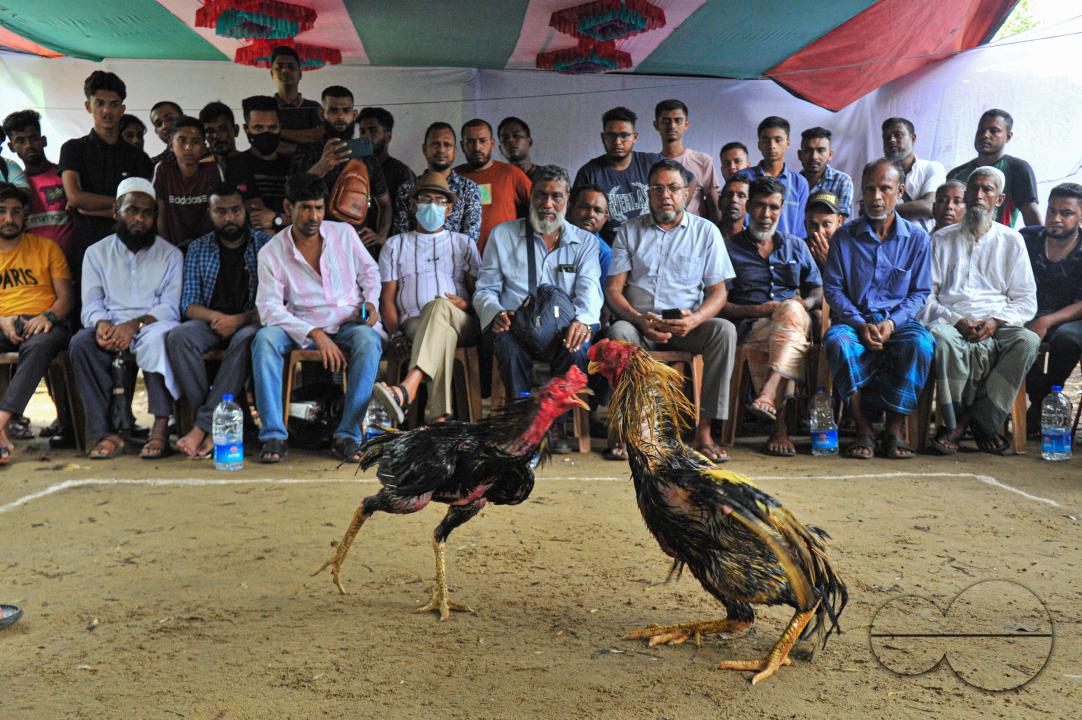 In a cockfight in Akhalia area of Sylhet city, two roosters are fighting