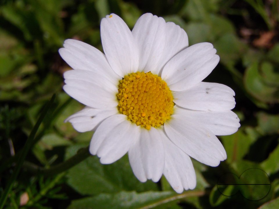 MWC036392