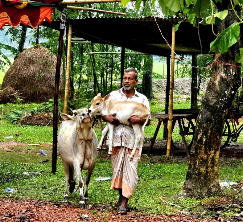 A ten day old calf is closely watched and comforted by its mother, as it is carried by the farmer from their stable to an outside field