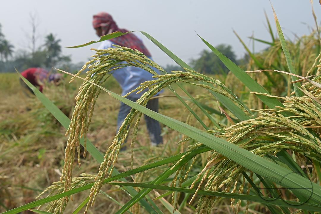 Farmers harvest paddy at a field in Shanmura village, on the outskirts of Agartala