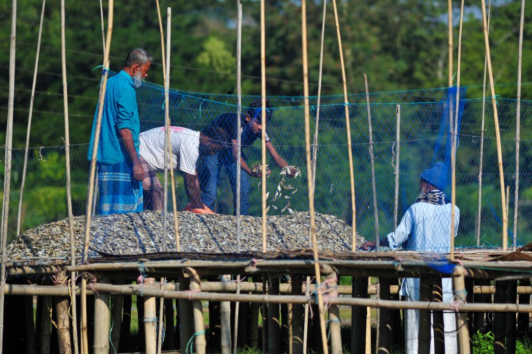 Workers are busy processing dried fish at the Lama Kazi area of Sylhet