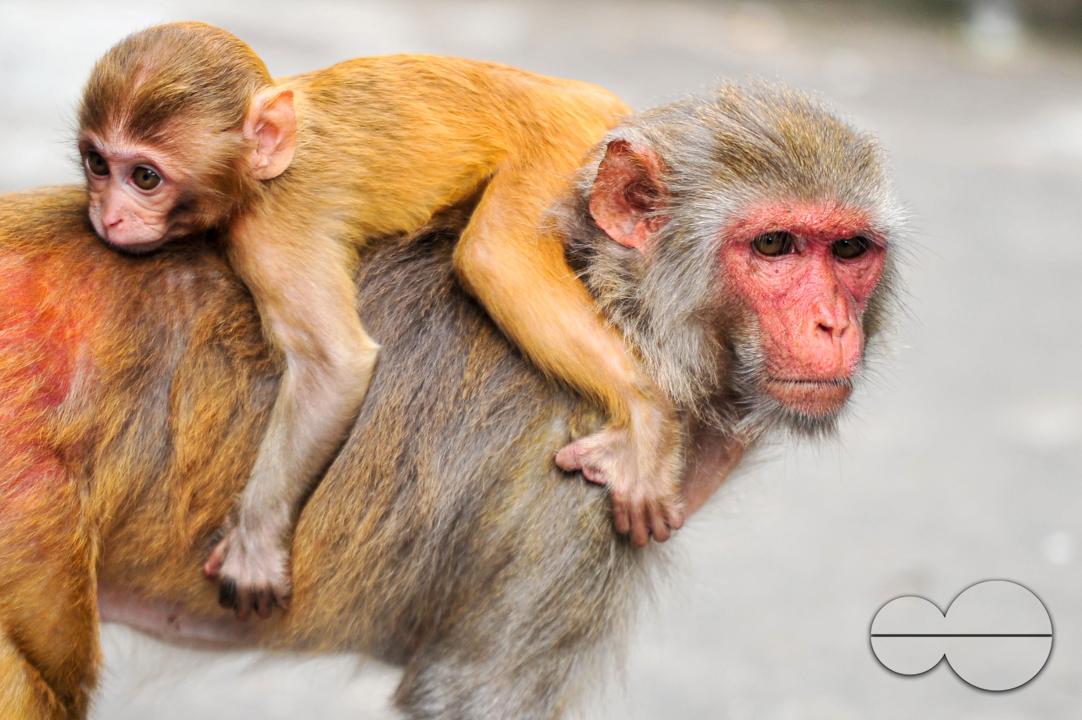 A Rhesus Macaque monkey at the geologist chasnipir (R) Shrine premises is Sylhet