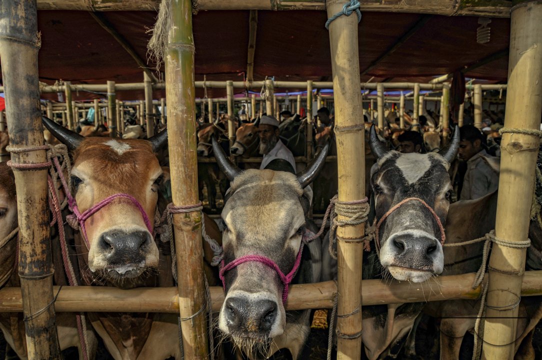 Cow Market