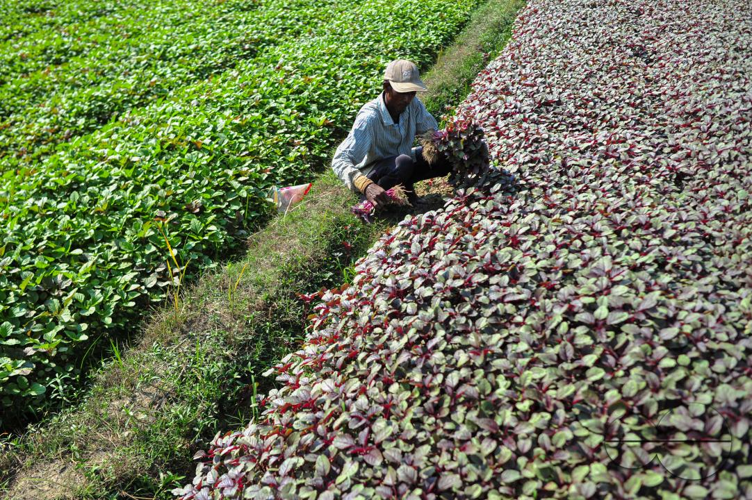 Bachchu Mia (45) is harvesting red vegetables in Darsha village of Kandigao Union Sylhet Sadar Upazila