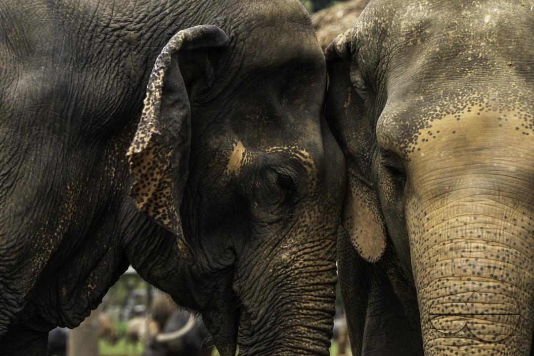 A close-up of Thai female elephants, at the Elephant Nature Park, a rescue and rehabilitation sanctuary for animals that have been abused and exploited, in Chiang Mai, Thailand.