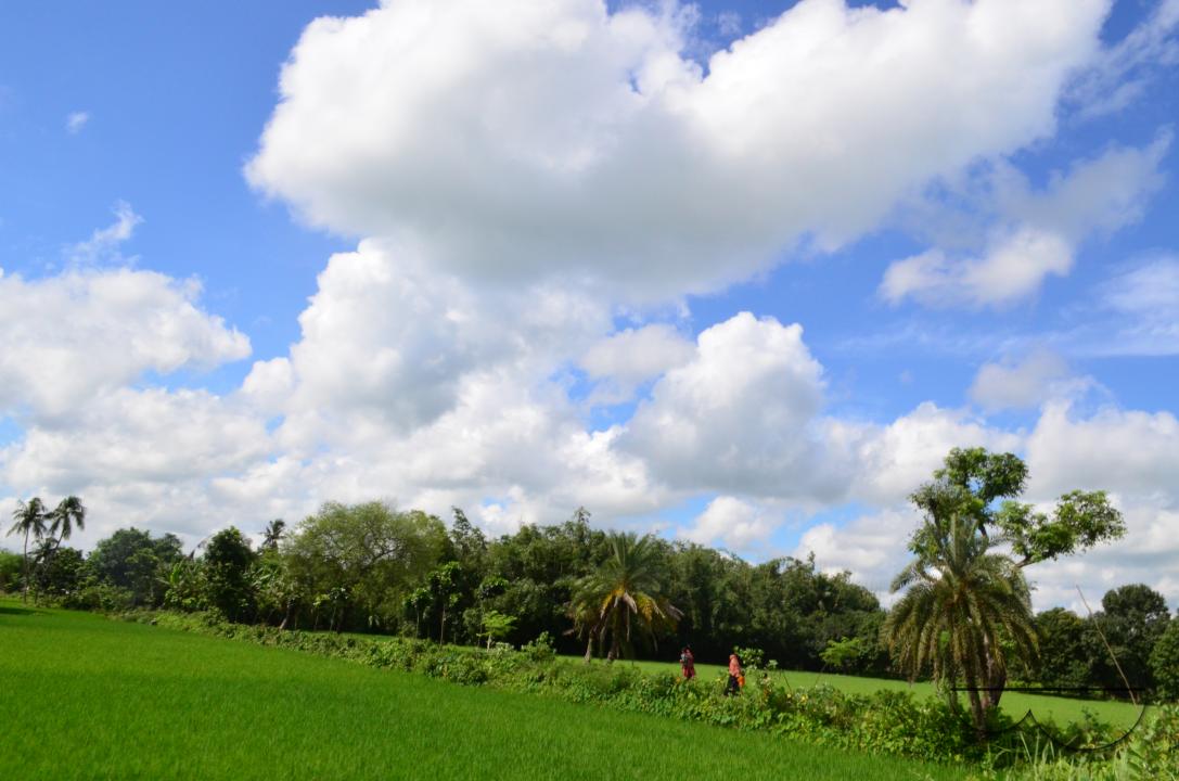 Paddy fields in rural villages in Bangladesh.