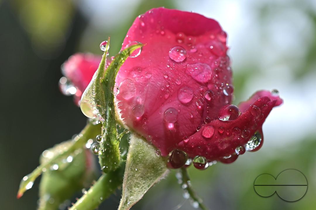 Dew drops on the leaves and flowers on a winter morning at Agartala, the capital city of India's northeastern state of Tripura