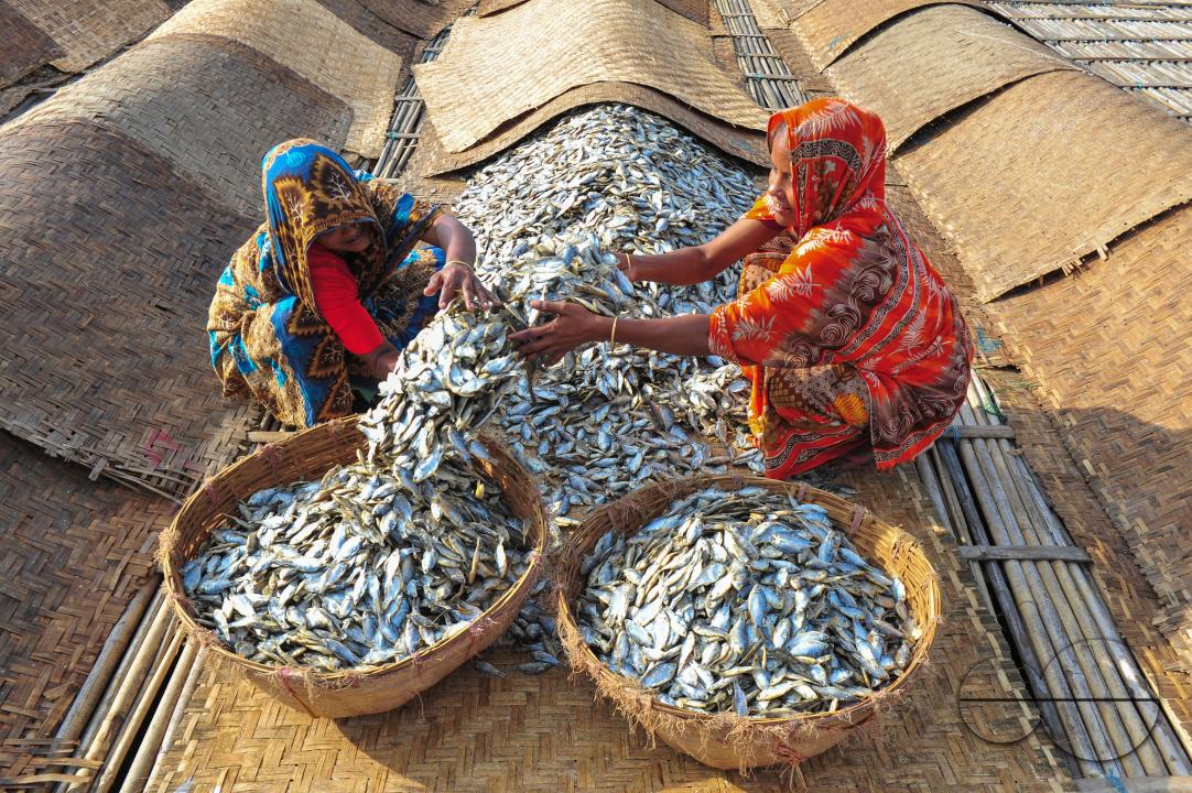 Workers are busy processing dried fish at the Lama Kazi area of Sylhet
