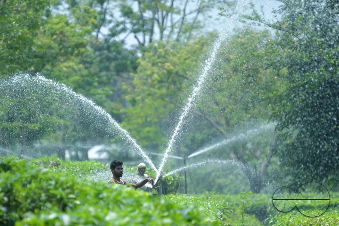 A worker skilfully operates a sprinkler irrigation system, nourishing the Durga Bari tea garden at the onset of the dry season