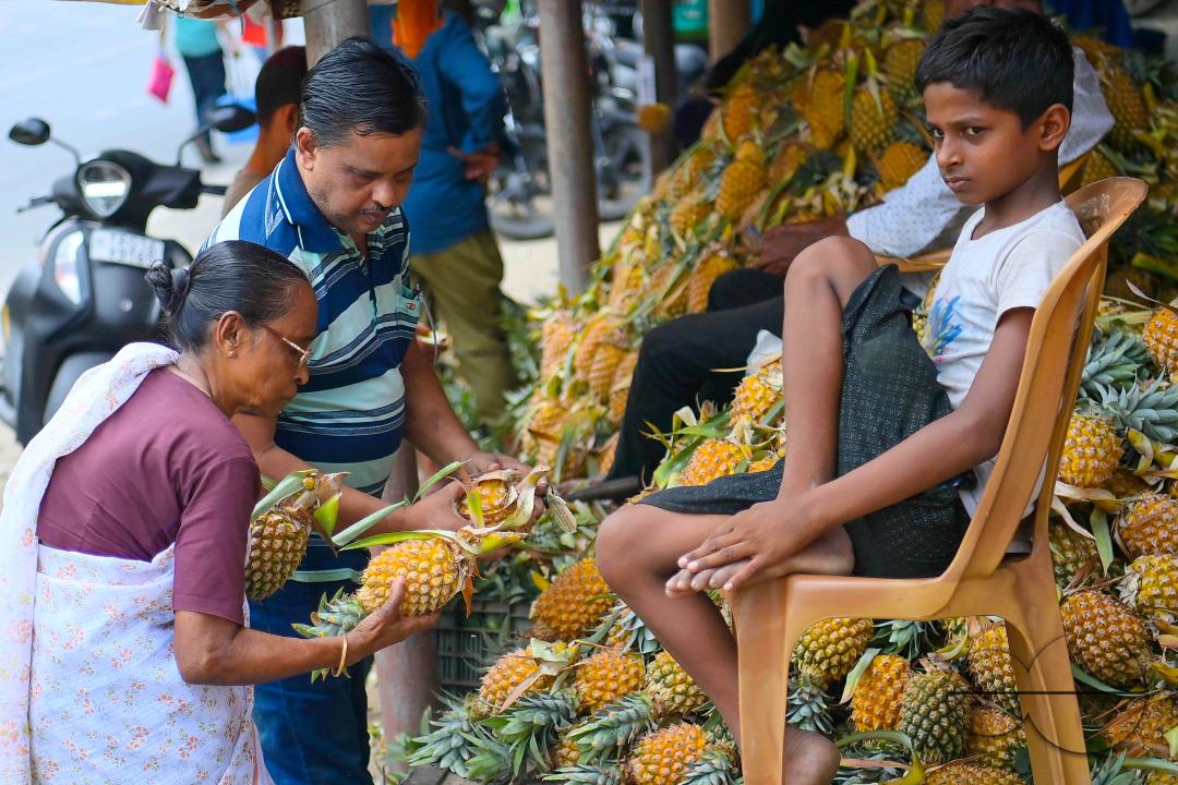 People purchase pineapples, a renowned summer fruit of Tripura, from a vendor's stall at a bustling roadside fruit market in Agartala
