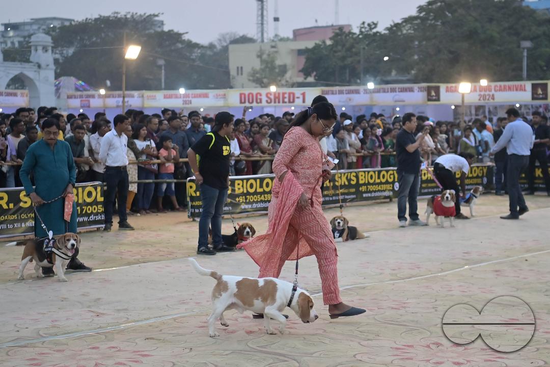 Dogs performing trainers during the Agartala Dog Carnival-2024, organized by Tripura Veterinary Doctors Association & Pawsome (A social organisation) at Agartala