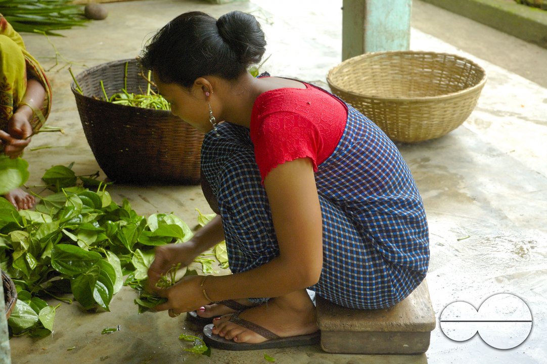 Betel Leaf