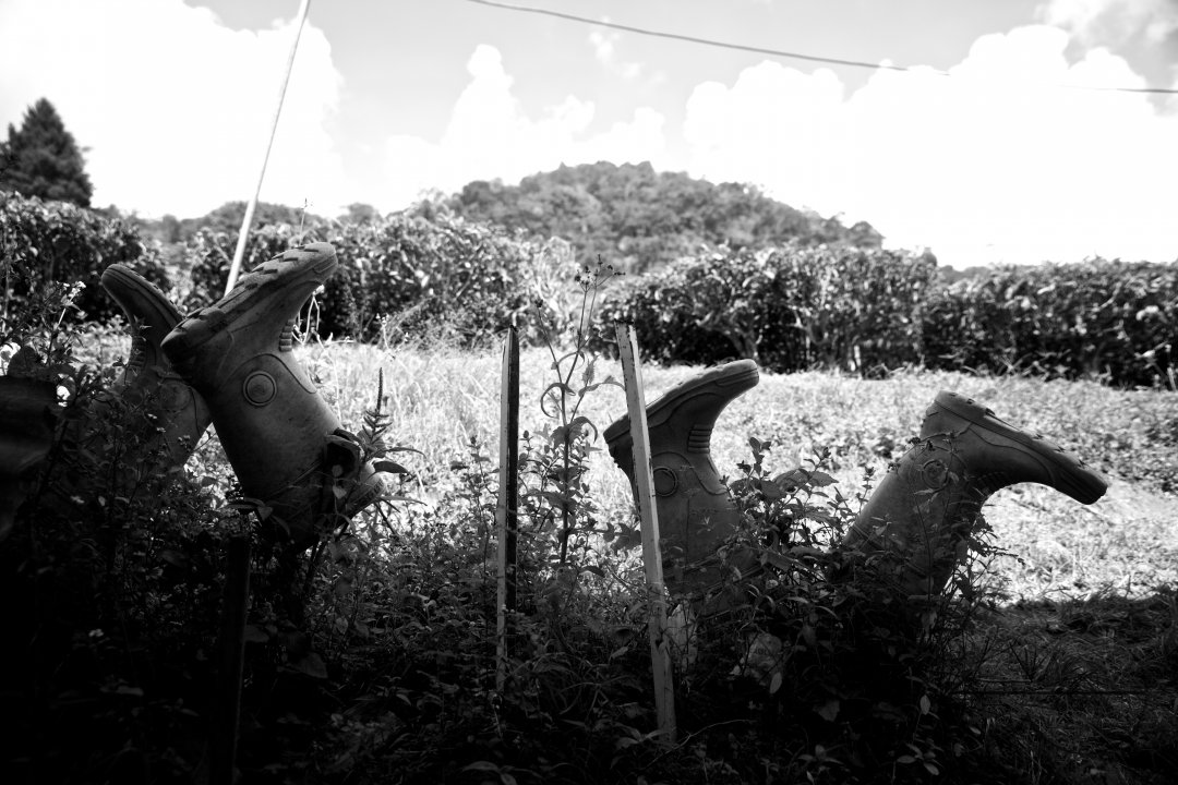 Migrants in Malaysia's tea estates