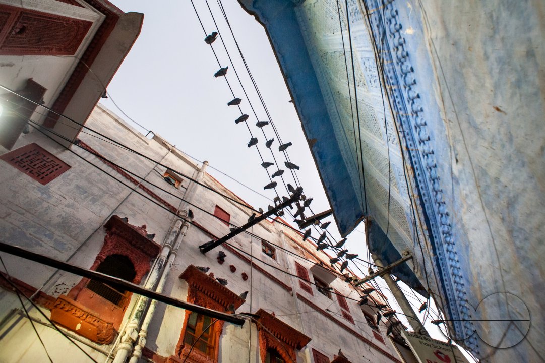 A typical bylane in Jodhpur, lined with traditional buildings and pigeons on wires.