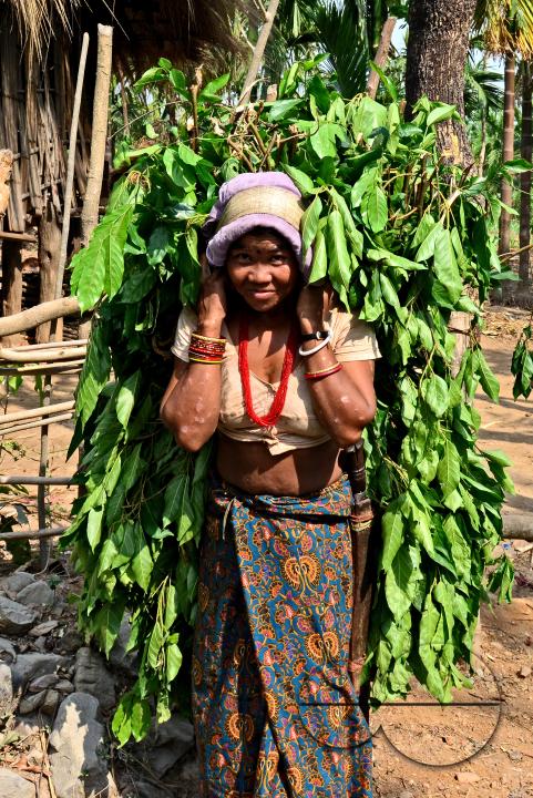 Totos are one of the most primitive communities in the world and this isolated tribal group resides only in Totopara at the foot of the Himalayas just to the borderline between West Bengal and Bhutan