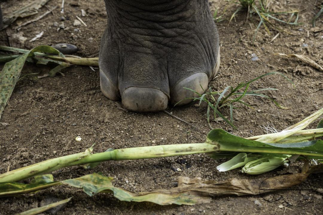 A close-up of an elephant foot with corn leaves, at the Elephant Nature Park, a rescue and rehabilitation sanctuary for animals that have been abused and exploited.
