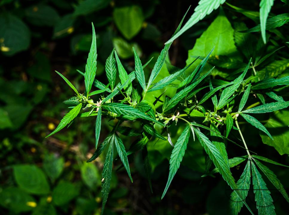 Cannabis sativa is an annual herbaceous flowering plant