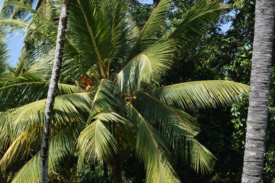MWC034539