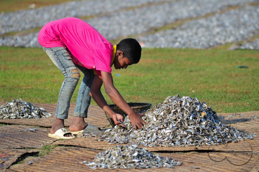 Workers are busy processing dried fish at the Lama Kazi area of Sylhet