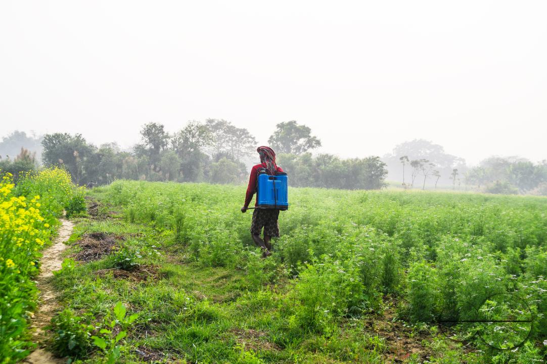 A farmer spraying coriander (Coriandrum Sativum) plants with pesticides to protect them from insects